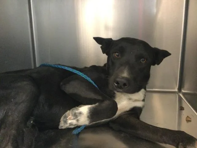 A young medium-sized male Shepherd dog named A for adoption in Thousand Palms, CA