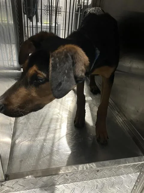 A baby large-sized male Doberman Pinscher dog named Clyde for adoption in Dallas, TX