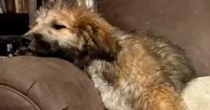 A baby small-sized male Tricolor (Brown, Black, & White) Wheaten Terrier dog named Jake for adoption in Dallas, TX