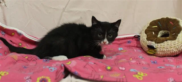 An adult small-sized male Domestic Short Hair cat named Oreo for adoption in Modesto, CA