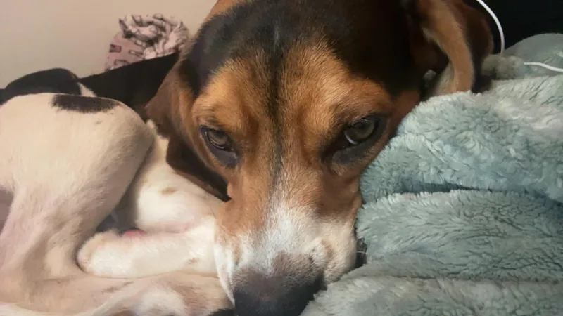 A young medium-sized male Beagle dog named Buster for adoption in Carmel, NY