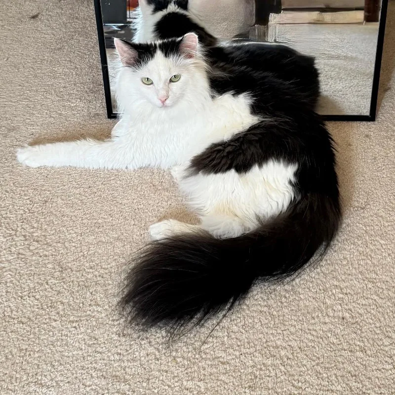 An adult medium-sized male Black Domestic Long Hair cat named Angus for adoption in Gibsonia, PA