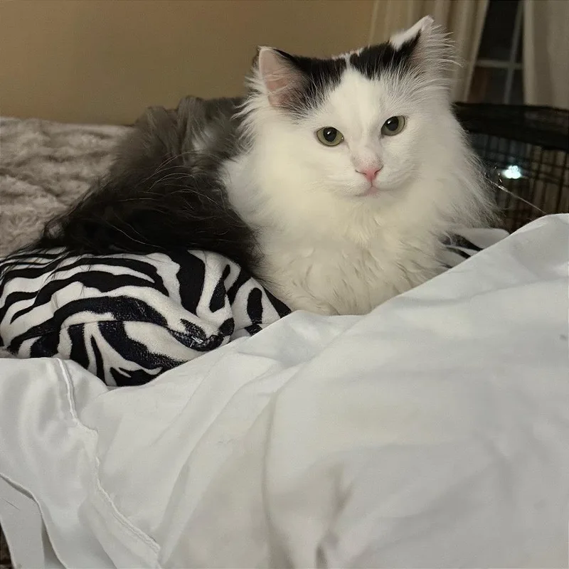 Angus thumbnail 5