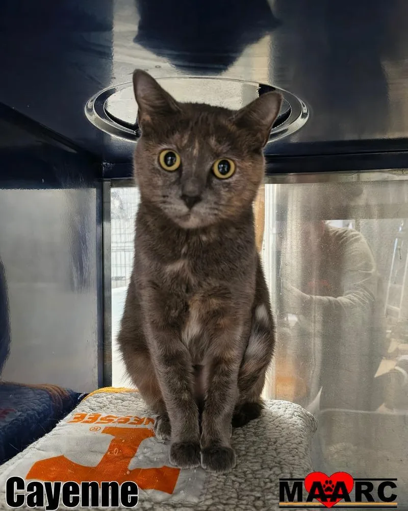 A young medium-sized female Domestic Short Hair cat named Cayenne for adoption in Maryville, TN