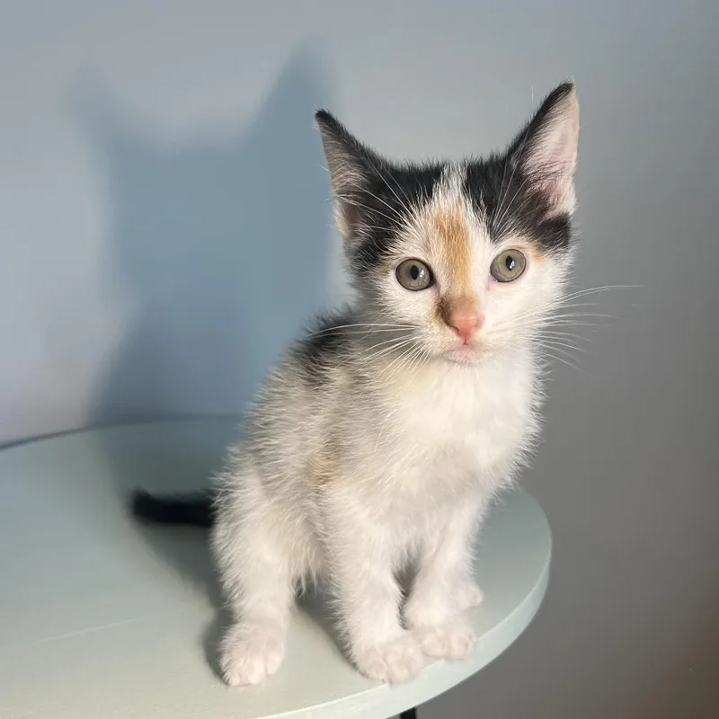 A baby small-sized female Calico Domestic Short Hair cat named Butterscotch for adoption in Brownsboro, AL