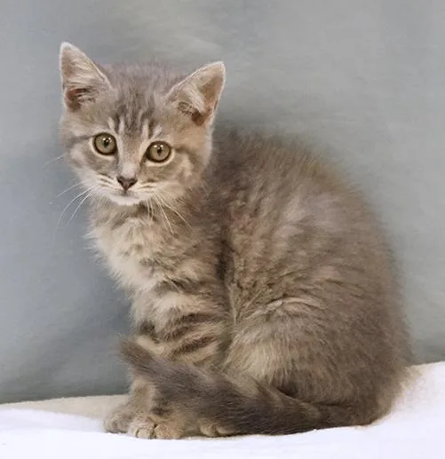 A baby medium-sized female Tabby (Gray / Blue / Silver) Domestic Short Hair cat named Maisie for adoption in Maynardville, TN