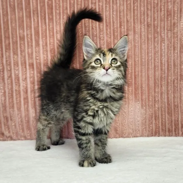 A baby small-sized female Domestic Long Hair cat named Del for adoption in Benld, IL