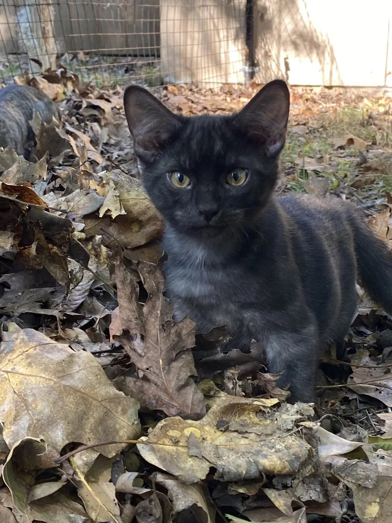 A young medium-sized male Domestic Short Hair cat named Seymour for adoption in Drasco, AR