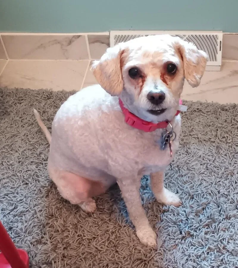 Poodle Mix   thumbnail 2