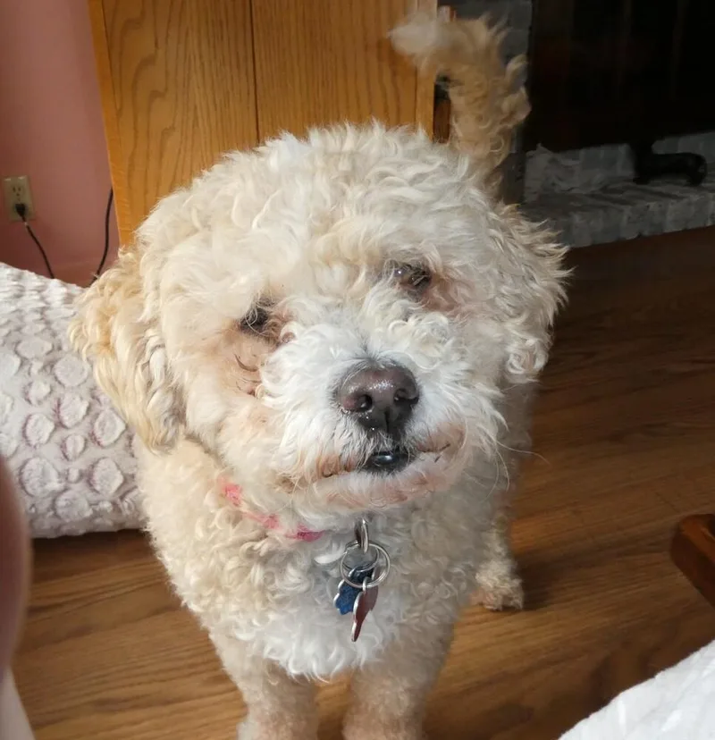 Poodle Mix   thumbnail 3