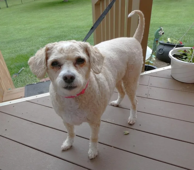 Poodle Mix   thumbnail 5