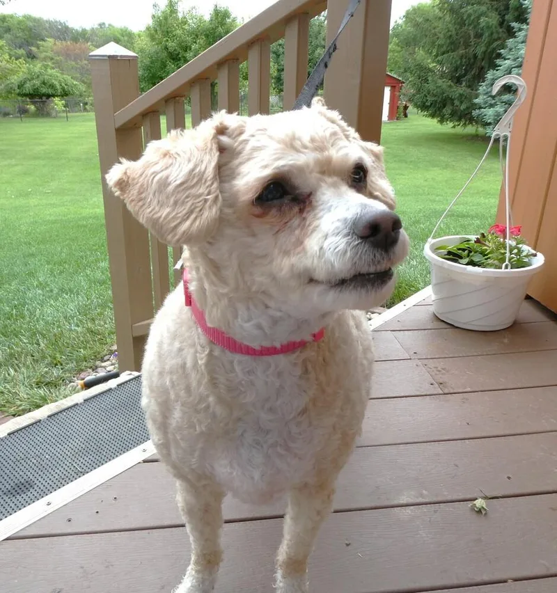 Poodle Mix   thumbnail 6