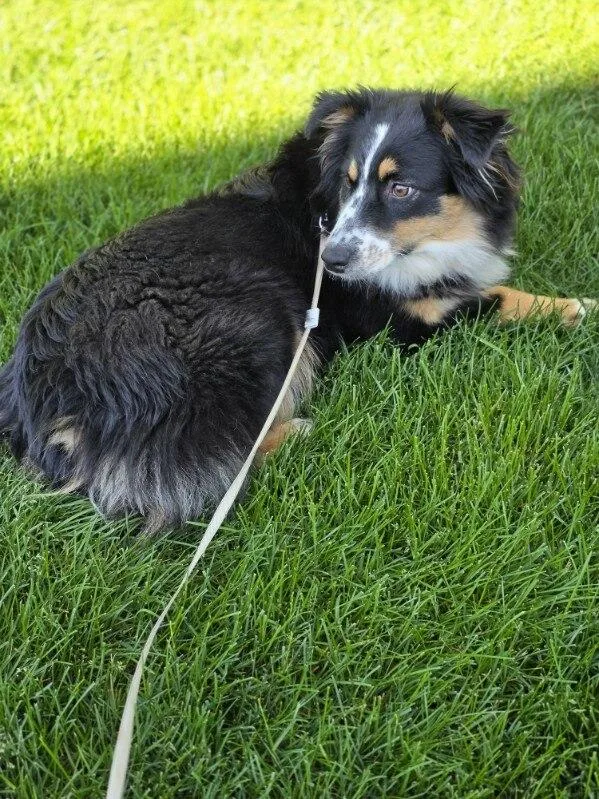 A young medium-sized female Tricolor (Brown, Black, & White) Australian Shepherd dog named Amber for adoption in Orland Park, IL