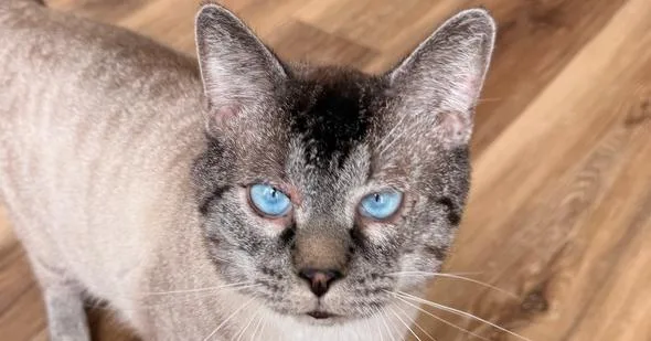 The Mister thumbnail 2