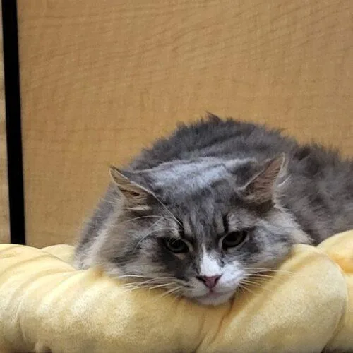 An adult medium-sized male Domestic Medium Hair cat named Dempsey for adoption in Gilbert, AZ