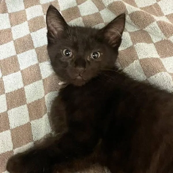 A baby small-sized male Domestic Short Hair cat named Gradius for adoption in Walnut Creek, CA