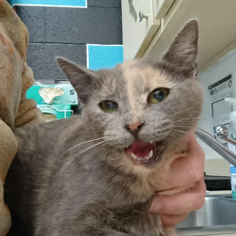 A baby small-sized female Gray / Blue / Silver Domestic Short Hair cat named Rose for adoption in Ardmore, OK