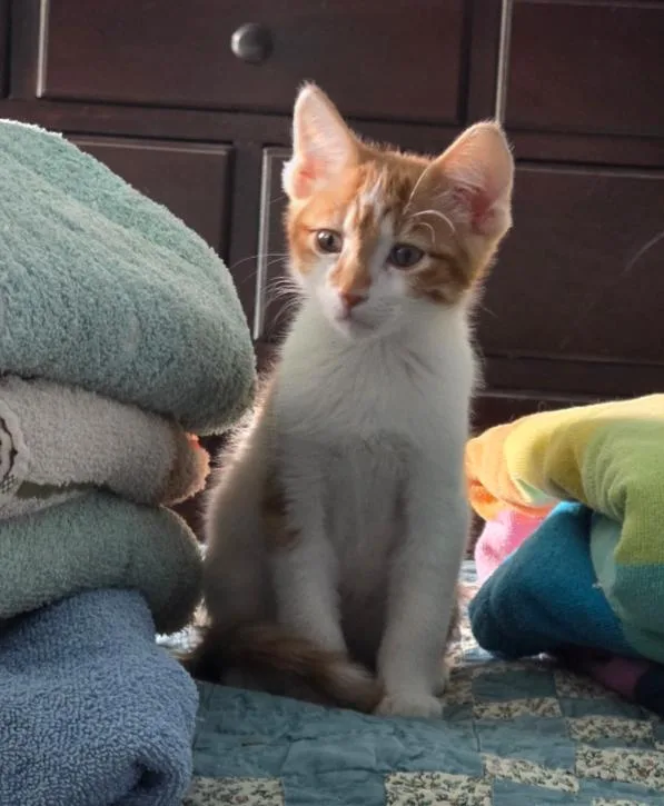 A young medium-sized male Domestic Short Hair cat named Cooper for adoption in Phoenix, AZ