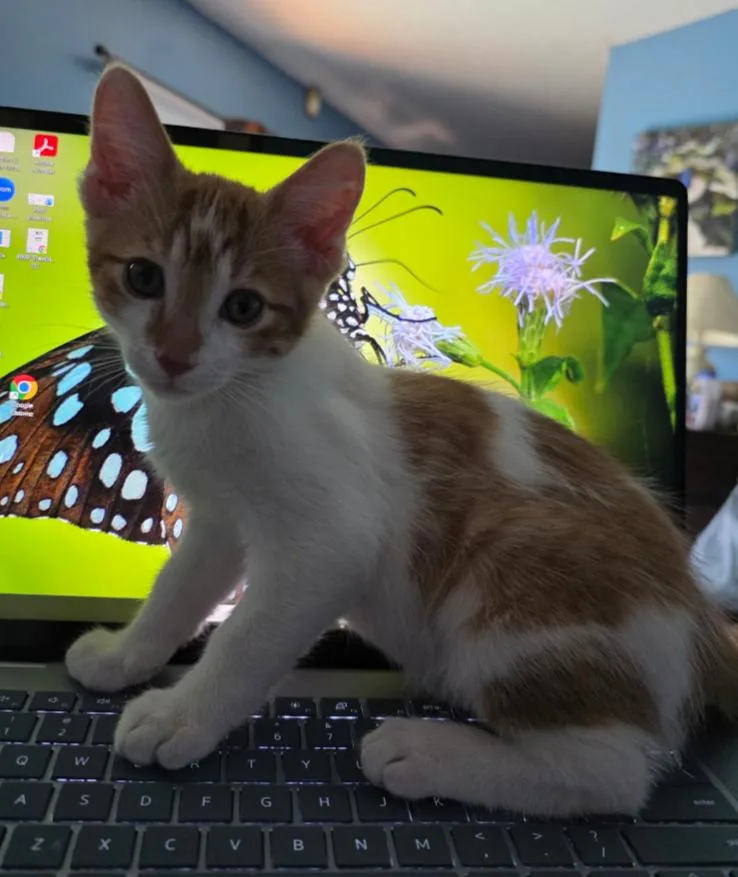 Cooper thumbnail 3