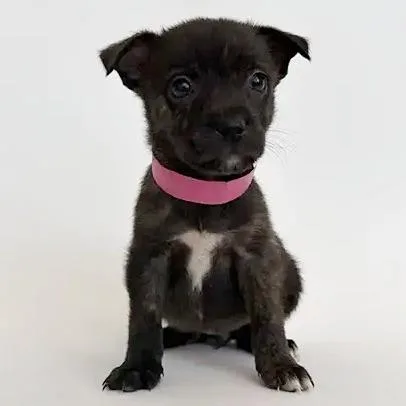 A baby small-sized female Black Mixed Breed dog named Jasper for adoption in Saint Louis, MO