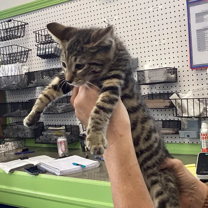 A baby small-sized male Gray / Blue / Silver Domestic Short Hair cat named Biscuit for adoption in Montgomery, AL