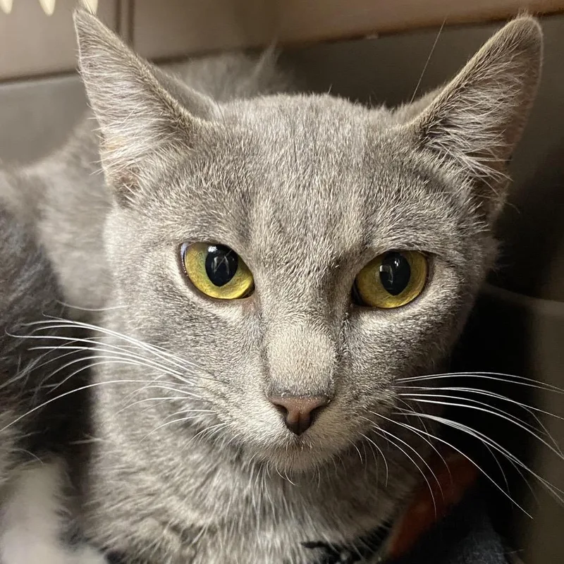 A young medium-sized female Gray / Blue / Silver Domestic Short Hair cat named Bamboo for adoption in Norfolk, NE