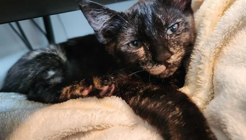 A baby small-sized female Domestic Short Hair cat named Rhea for adoption in Greensboro, NC