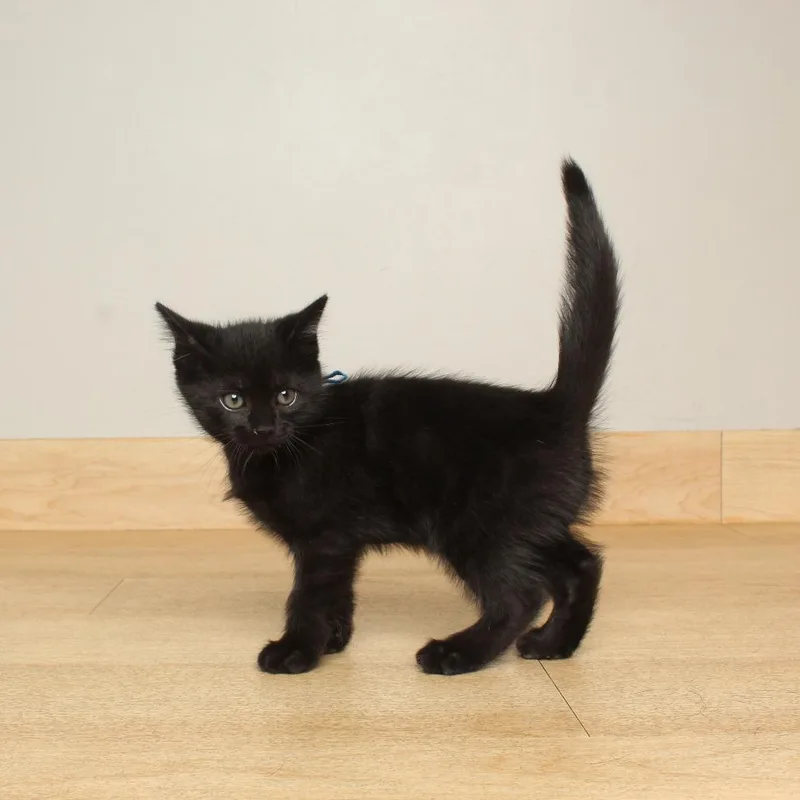 A baby small-sized male Black Domestic Short Hair cat named Filbert C for adoption in Minnetonka, MN