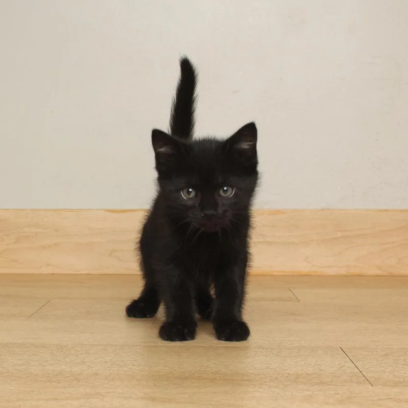 Filbert C thumbnail 2