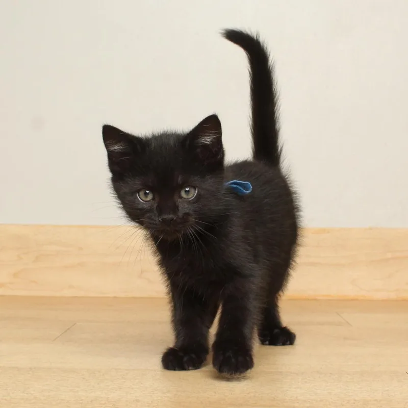 Filbert C thumbnail 3