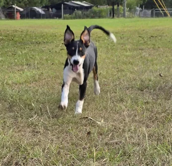 Baxley