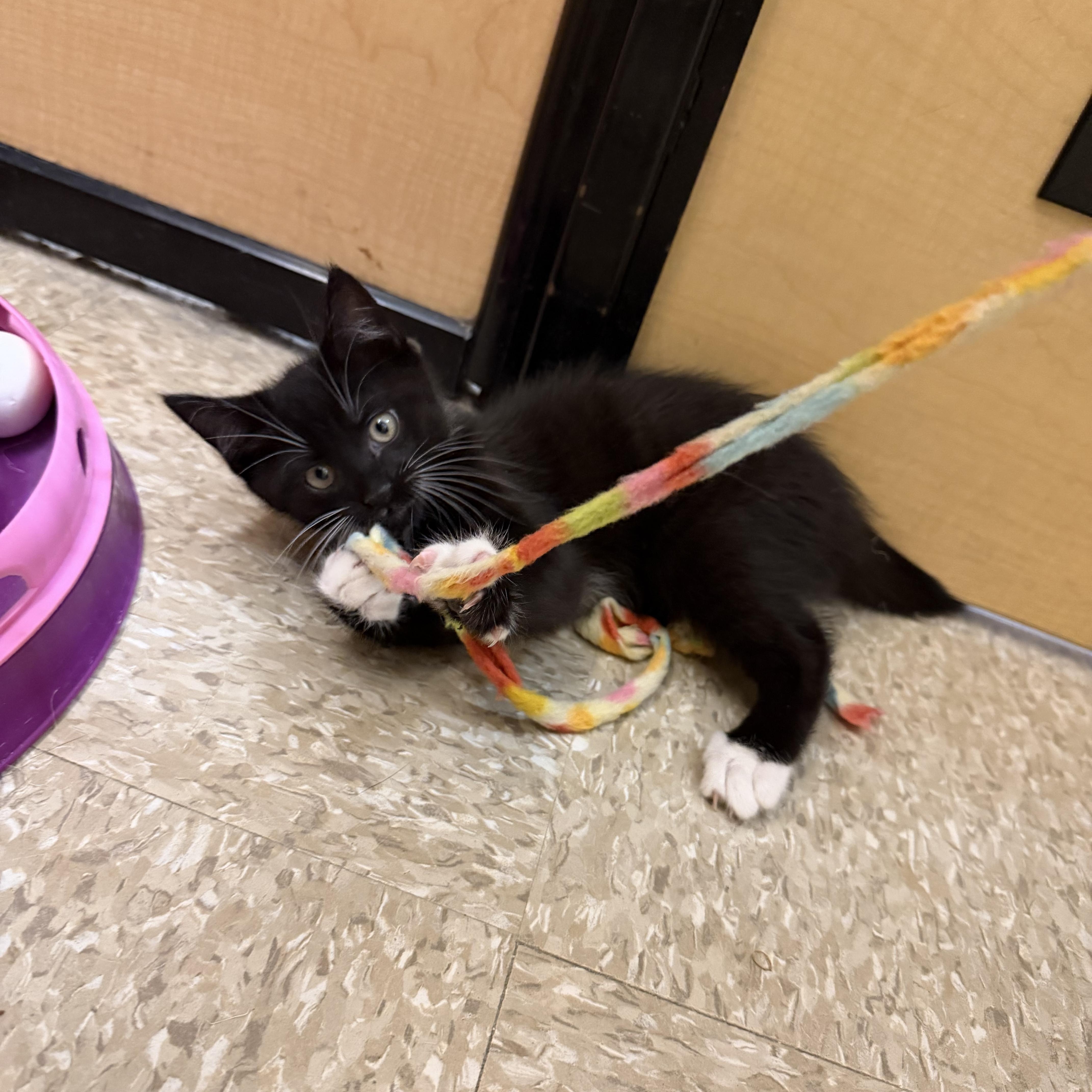 A baby small-sized male Black & White / Tuxedo Domestic Short Hair cat named Paul McCartney aka Paulie for adoption in Turnersville, NJ