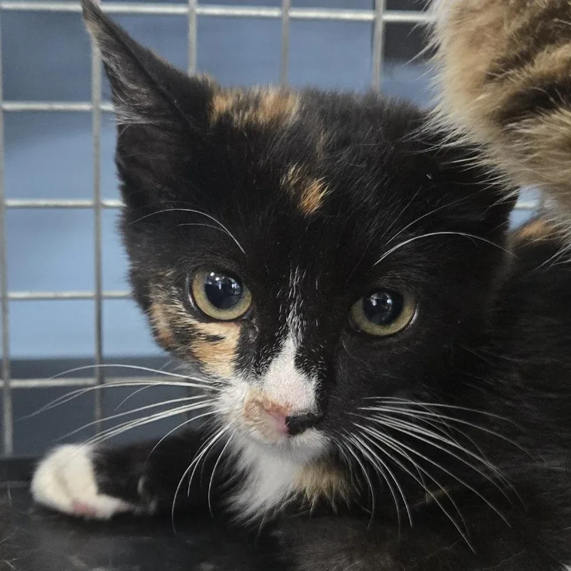 A baby small-sized female Calico Domestic Short Hair cat named Salsa for adoption in Newark, NJ