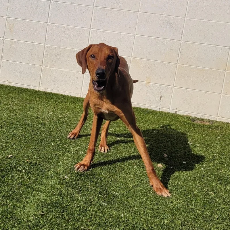 An adult large-sized male Brown / Chocolate Bluetick Coonhound dog named Frito for adoption in LOXAHATCHEE, FL
