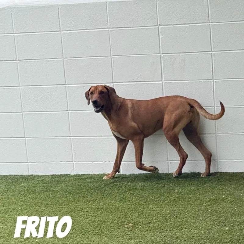 Frito thumbnail 6