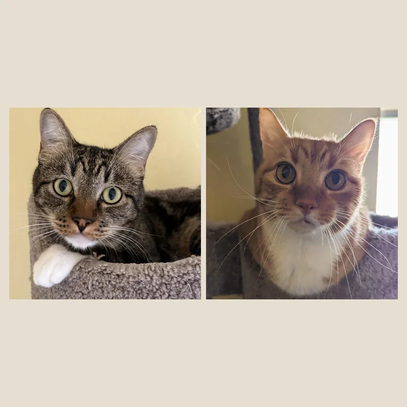 An adult large-sized male Domestic Short Hair cat named Sparky & Rusty for adoption in Prescott, AZ