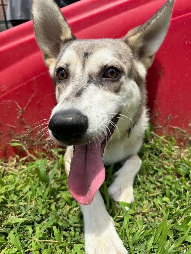 A young large-sized male Husky dog named Potato for adoption in Leverett, MA