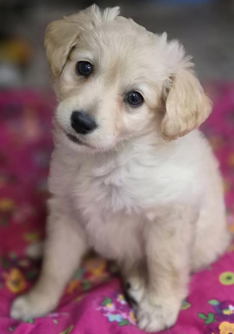 A baby small-sized male Maltipoo dog named Baxter for adoption in Los Angeles, CA