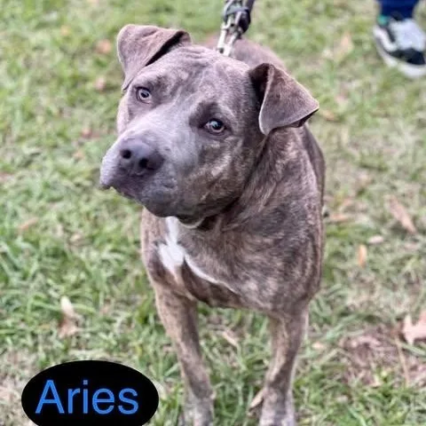 Aries thumbnail 3