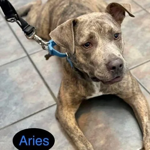 Aries thumbnail 4