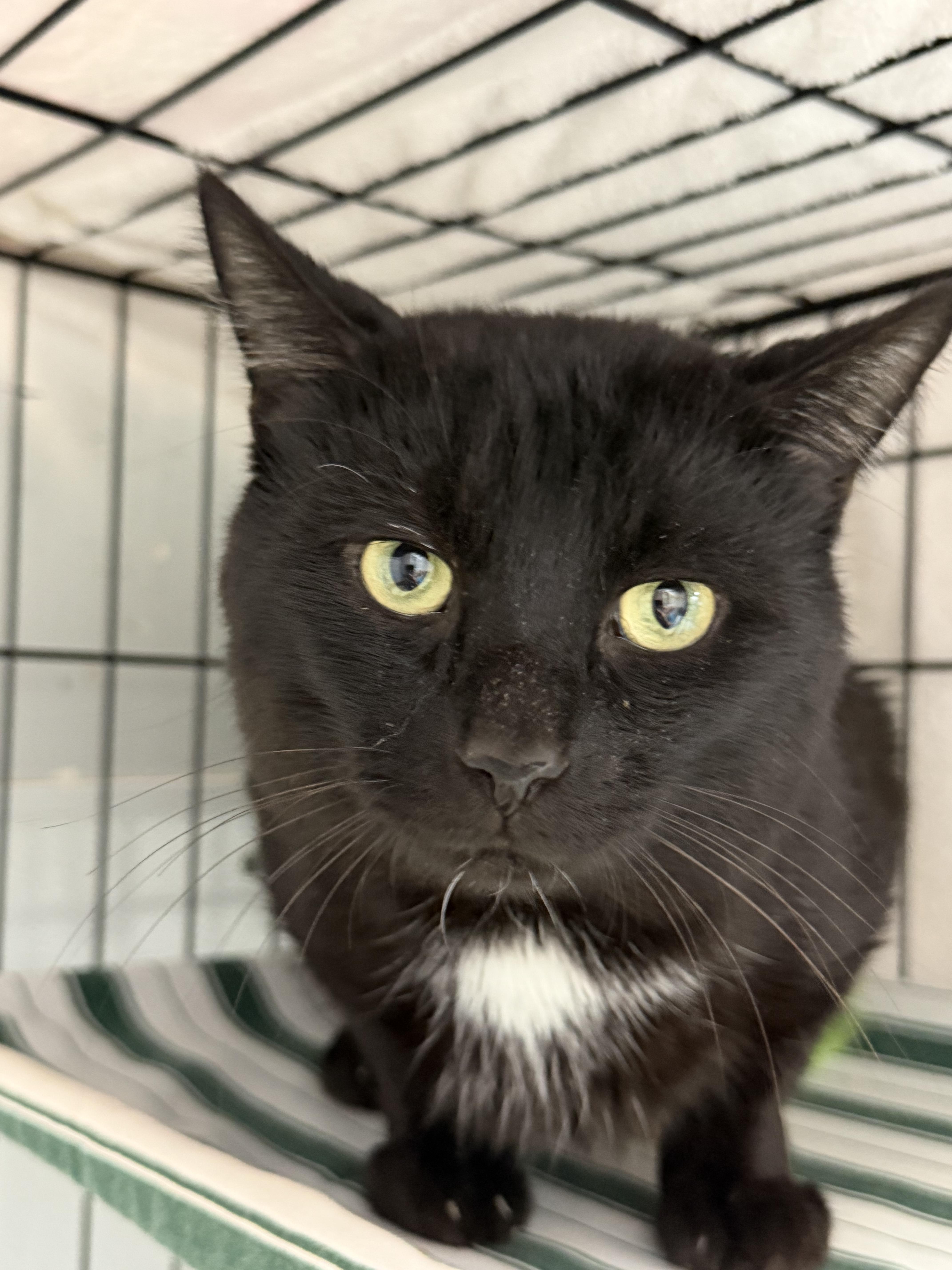 Cheddar Bay Biscuit thumbnail 2