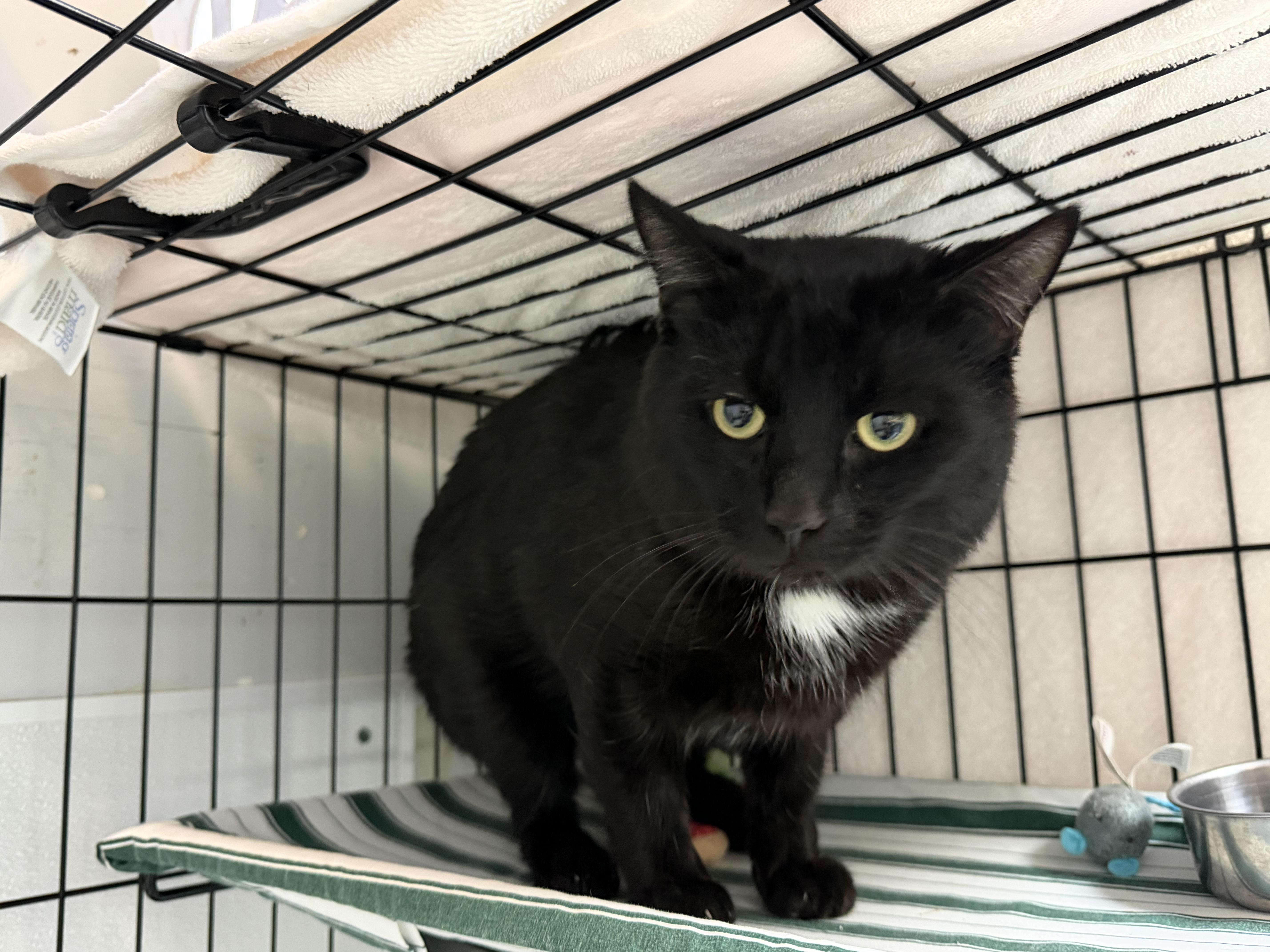 Cheddar Bay Biscuit thumbnail 4