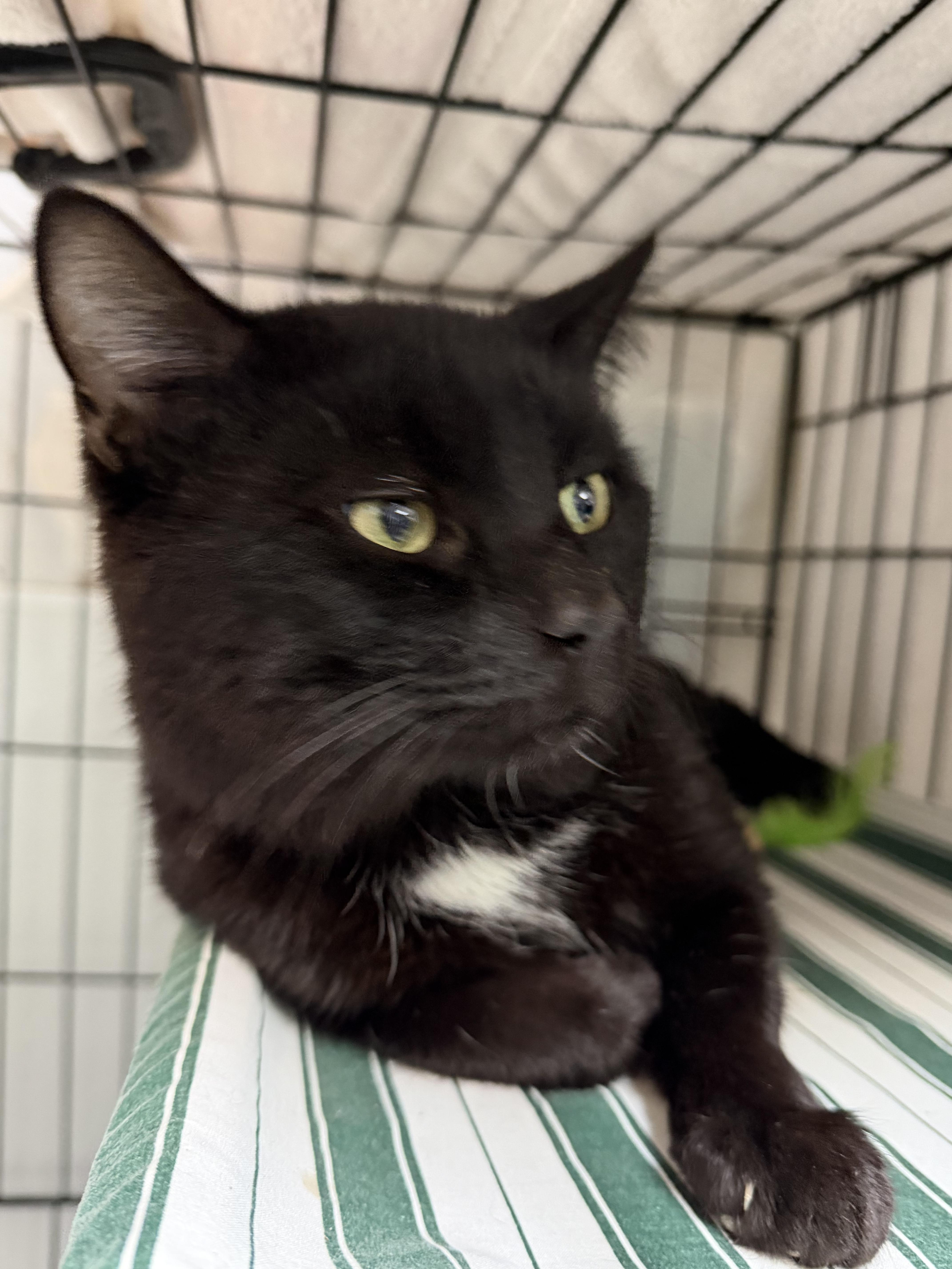 Cheddar Bay Biscuit thumbnail 5