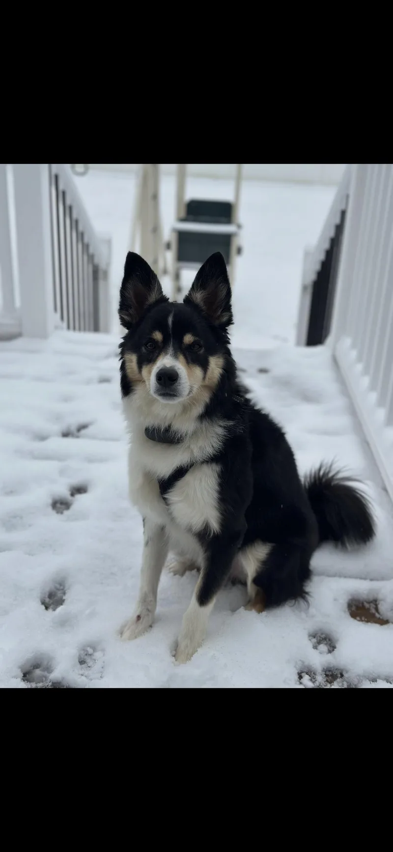 An adult medium-sized male Tricolor (Brown, Black, & White) Border Collie dog named Bailey for adoption in seaside heights, NJ