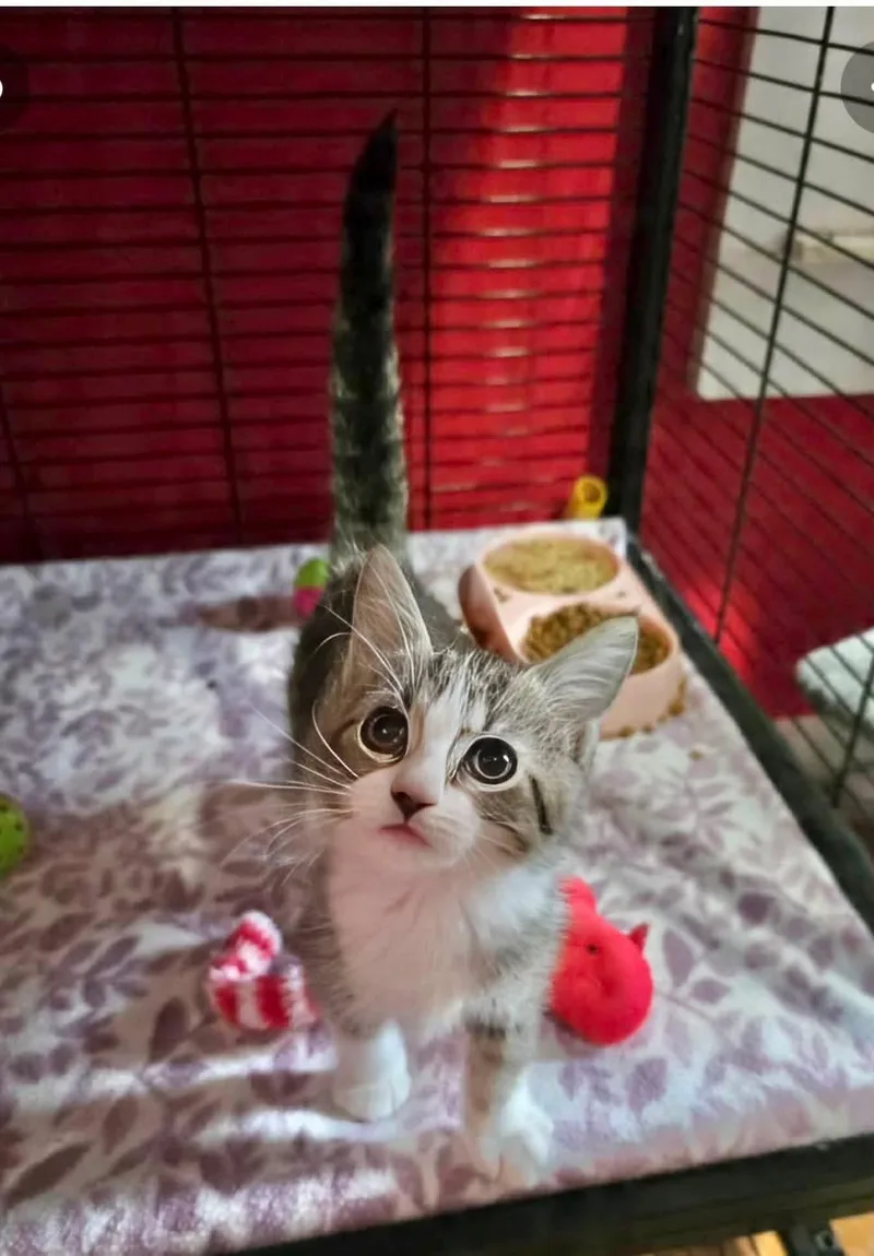 A baby medium-sized female Domestic Short Hair cat named Squiggles for adoption in Saginaw, MI