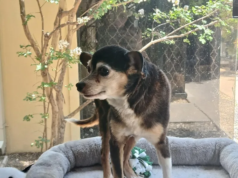 An adult small-sized male Chihuahua dog named Tony Hawk for adoption in Fort Worth, TX