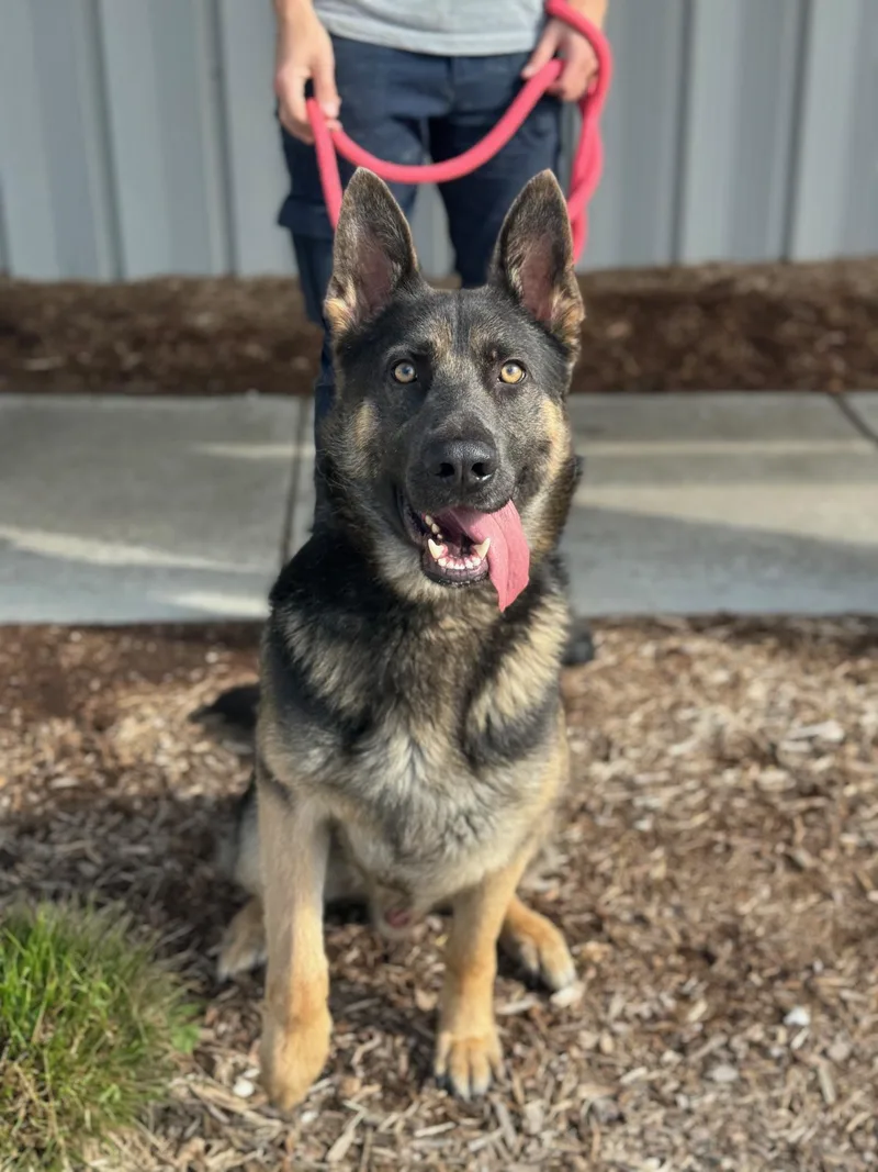 An adult large-sized male Black German Shepherd Dog dog named Chief for adoption in Benton Harbor, MI