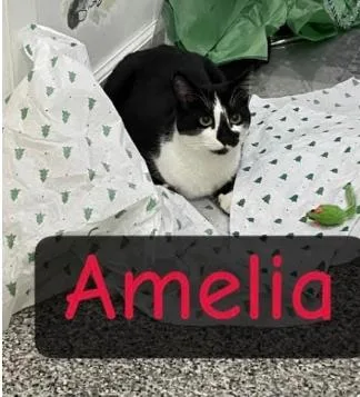 Amelia