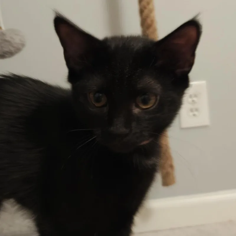 A baby small-sized female Black Domestic Short Hair cat named Marta for adoption in Roswell, GA