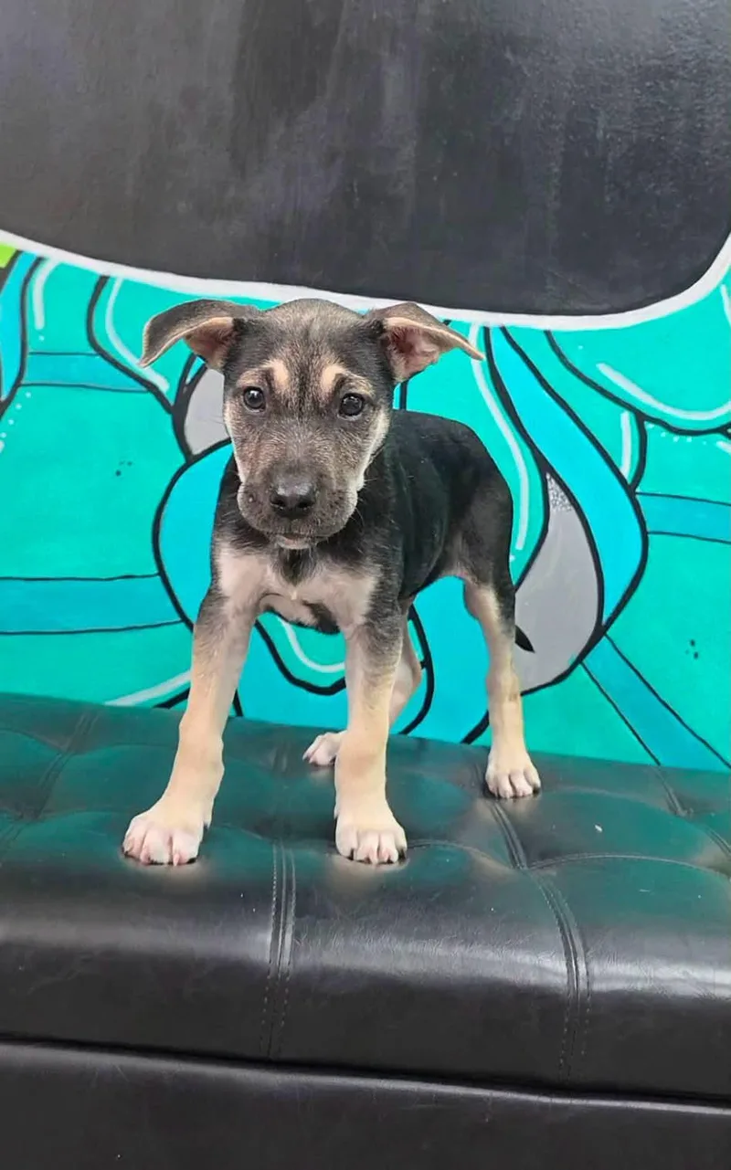A baby large-sized male Black Shepherd dog named Rambo for adoption in Vandergrift, PA